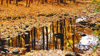 Rain forest reflections autumn wallpaper