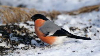 Snow bullfinch birds wallpaper