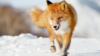 Snow foxes wallpaper