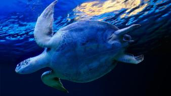 Water nature sun animals turtles underwater world sea wallpaper