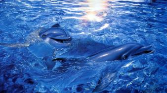 Water sunlight dolphins wallpaper