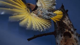 Alaska flight woodpecker wallpaper