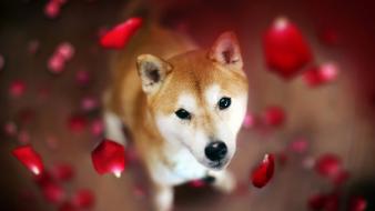 Animals dogs flower petals shiba inu wallpaper