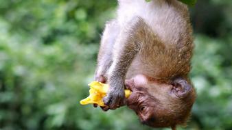 Animals monkeys upside down eating wallpaper