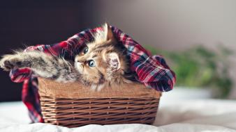 Cats animals fluffy baskets pets wallpaper