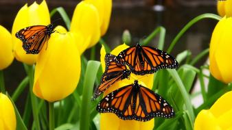 Flowers monarch butterflies wallpaper