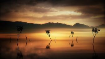 Landscapes nature trees silhouette mist