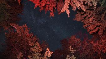 Landscapes trees night stars forest