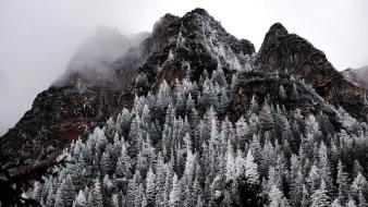 Mountains landscapes snow trees fog evergreens wallpaper