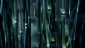 Nature bamboo wallpaper