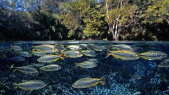 Nature fish national geographic underwater split-view wallpaper