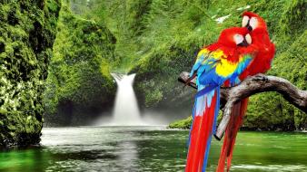 Parrots paradise wallpaper