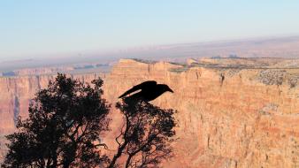 Silhouette grand canyon crows rock formations skies wallpaper