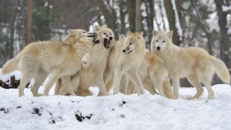 Snow wolves wallpaper