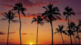 Sunset nature palm trees