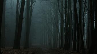 Trees forests leaves paths fog wallpaper