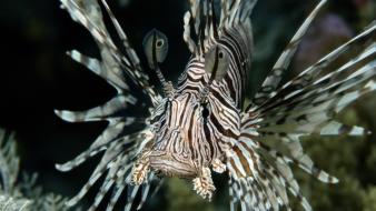 Water fish underwater sea wallpaper