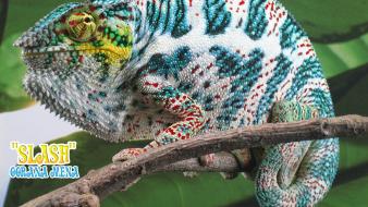Animals chameleons slash reptile reptiles chameleon wallpaper