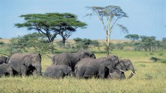 Animals elephants savannah wallpaper