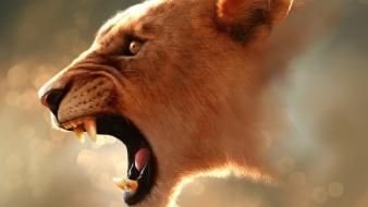 Animals feline lions wild wallpaper
