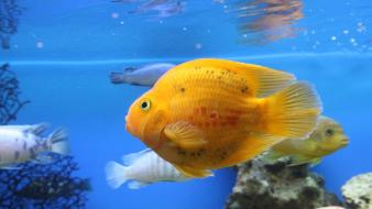 Animals fish golden aquarium wallpaper