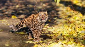 Animals leopards baby fallen leaves wallpaper