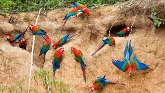 Animals parrots birds