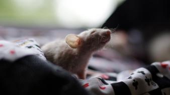 Animals rats pets tired wallpaper