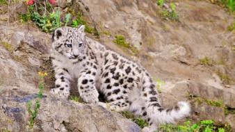 Animals snow leopards feline baby wallpaper