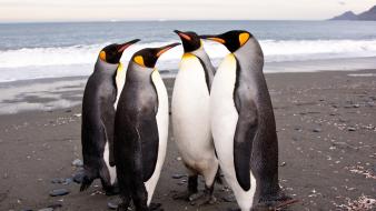 Birds animals king penguins beach