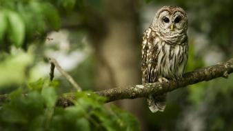 Birds animals owls branch wallpaper