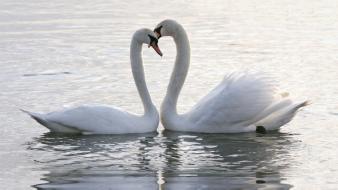 Birds animals swans lovers two wallpaper