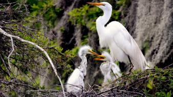 Birds nest branches egrets baby