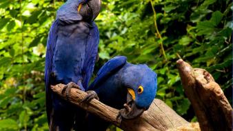 Birds parrots macaw hyacinth