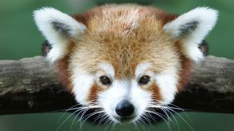 Close-up animals red pandas wallpaper