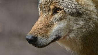 Close-up animals wolves wallpaper