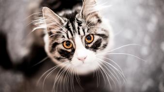 Close-up cats macro blurred background wallpaper