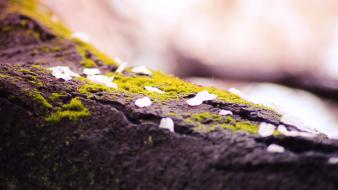 Close-up nature moss macro depth of field wallpaper