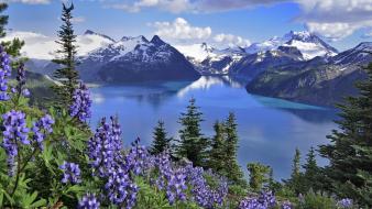 Columbia lakes parks purple flowers lake garibaldi wallpaper