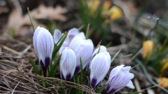 Flowers crocus blurred background