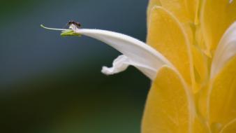 Flowers insects ants macro wallpaper