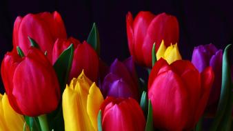 Flowers tulips wallpaper