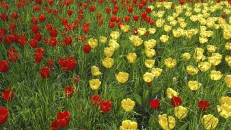 Flowers tulips yellow red wallpaper