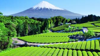Green japan mountains nature mount fuji fields terraces wallpaper