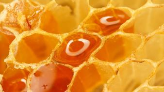 Honey macro honeycomb wallpaper