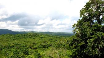 Landscapes nature trees forest jamaica hdr photography wallpaper