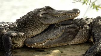 Love animals crocodiles reptiles wallpaper