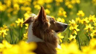 Nature animals dogs wallpaper