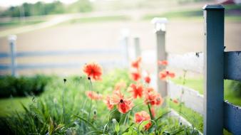 Nature fences depth of field red flowers wallpaper