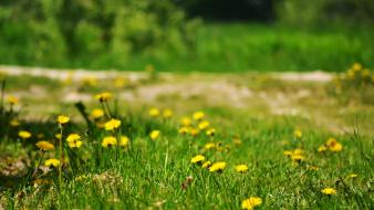 Nature flowers grass yellow wildflowers wallpaper